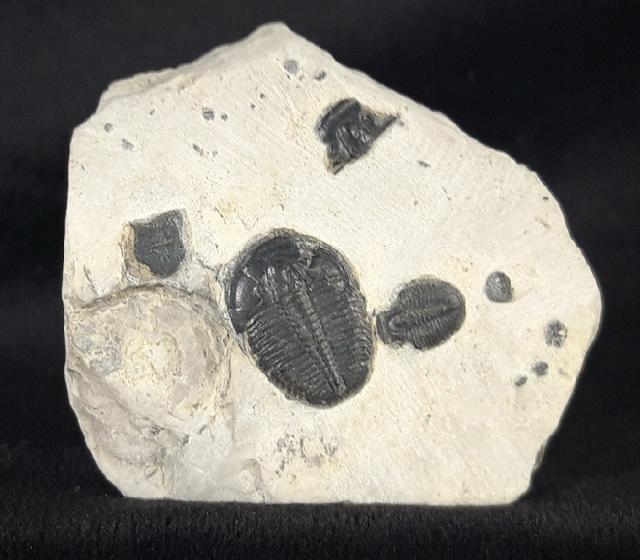 Elrathia kingii (MEEK 1870)  - Bild &copy; FossNet FossilienStore